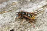 Middelste wesp (Dolichovespula media)