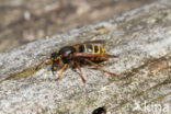 Middelste wesp (Dolichovespula media)