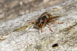 Middelste wesp (Dolichovespula media)