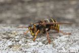 Middelste wesp (Dolichovespula media)