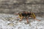 Middelste wesp (Dolichovespula media)