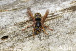 Middelste wesp (Dolichovespula media)