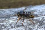 Middelste wesp (Dolichovespula media)