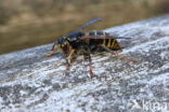 Middelste wesp (Dolichovespula media)