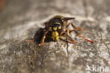 Middelste wesp (Dolichovespula media)