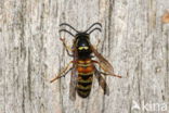 Rode Wesp (Vespula rufa)