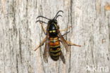 Rode Wesp (Vespula rufa)