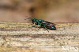 regenbooggoudwesp (chrysis equestris)