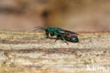 regenbooggoudwesp (chrysis equestris)