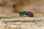 regenbooggoudwesp (chrysis equestris)