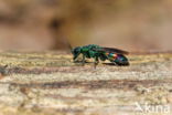 regenbooggoudwesp (chrysis equestris)