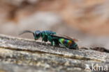 regenbooggoudwesp (chrysis equestris)