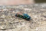 regenbooggoudwesp (chrysis equestris)