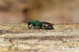 regenbooggoudwesp (chrysis equestris)