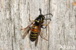 Rode Wesp (Vespula rufa)