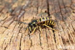 Saksische Wesp (Dolichovespula saxonica)