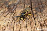 Saksische Wesp (Dolichovespula saxonica)