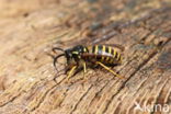 Saksische Wesp (Dolichovespula saxonica)