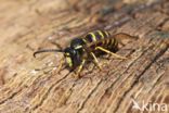 Saksische Wesp (Dolichovespula saxonica)