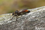 gouden dennenstamjager (choerades ignea)