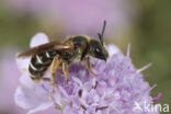 Halictus simplex