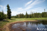 Nationalpark Harz