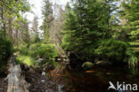 Nationalpark Harz