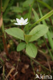 Zevenster (Trientalis europaea)