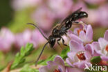 Lasioglossum subfulvicorne