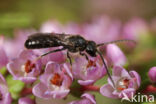 Lasioglossum subfulvicorne