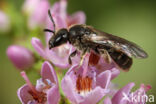 Lasioglossum subfulvicorne