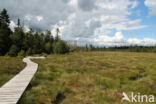 Nationalpark Harz