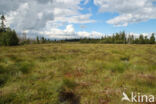 Nationalpark Harz