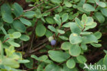 Rijsbes (Vaccinium uliginosum)