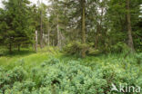 Nationalpark Harz