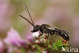 Bosgroefbij (Lasioglossum fratellum)