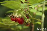 Framboos (Rubus idaeus)