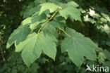 Gewone esdoorn (Acer pseudoplatanus)