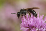 Boszandbij (Andrena coitana)