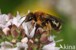 Gedoornde groefbij (Lasioglossum laevigatum)