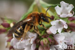 Gedoornde groefbij (Lasioglossum laevigatum)