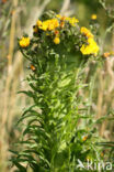 Echt bitterkruid (Picris hieracioides)