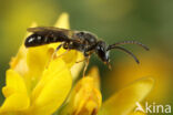 Schoorsteengroefbij (Lasioglossum lineare)