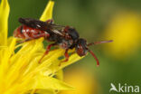 Nomada pleurosticta