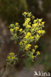 Alyssum murale