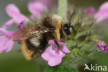 Weidehommel (Bombus pratorum)