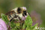 Boshommel (Bombus sylvarum)