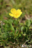 Geel zonneroosje (Helianthemum nummularium)