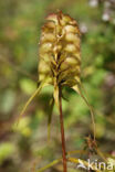 Kamzwartkoren (Melampyrum cristatum)