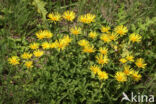 Inula hirta